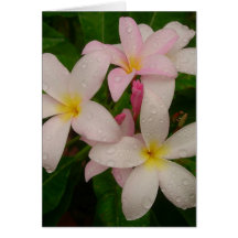 Plumeria im Regen Karte