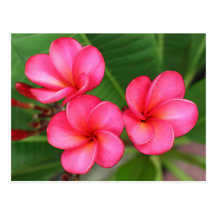 Plumeria - Miami-Rose auf Postkarte