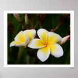Plumeria Posterdrucke