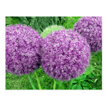 Pom Poms Postkarte