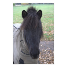 Pony Kunstfotos
