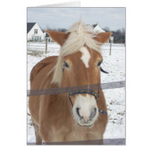 Pony im Winter Karte