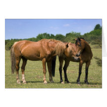Ponys in der Liebe-Karte