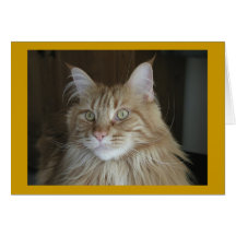 "Pooky " Grußkarte