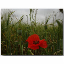 poppy/2 photoskulpturen