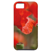Poppy iPhone 5 Etui