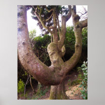 Portmeirion Baumplakat