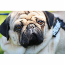 portrait of a pug photostatue