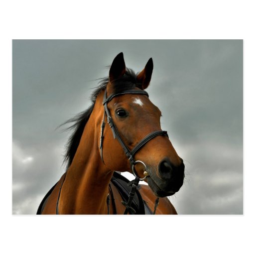 Porträt eines Bucht Thoroughbred Postkarten