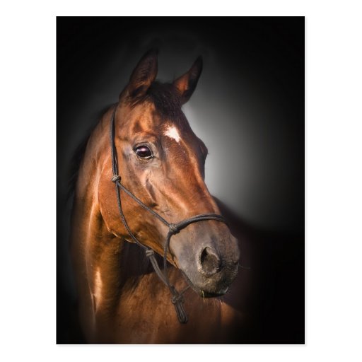 Porträt eines Bucht Thoroughbred Postkarten