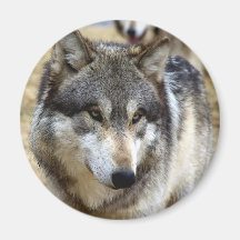 Porträt eines Wolfs Kühlschrankmagnete