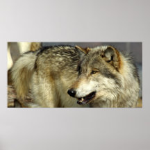 Porträt eines Wolfs Posterdrucke