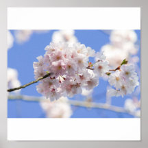 Poster Kirschblüte
