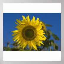 Poster Sonnenblume