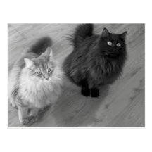 Postkarte der Katzen b n w