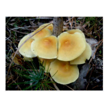 Postkarte der orange Gelb-Pilz-Kolonien-OBX