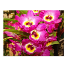 Postkarte der Orchideen-drei