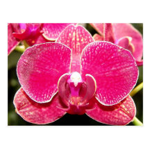 Postkarte der Orchideen-zwei
