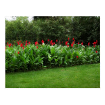 POSTKARTE ~ GEWÄCHSHAUS-PFLANZEN-GARTEN-OFFENES GE