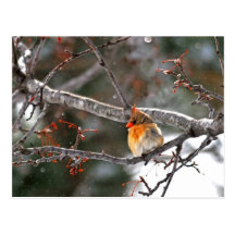 Postkarte - Kardinal im Schnee