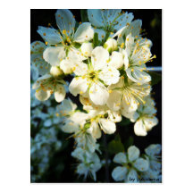 Postkarte - Weiße Blüten