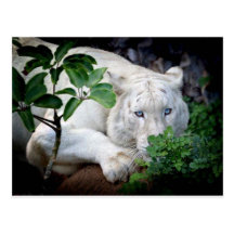 Postkarten-Tiger