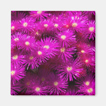 Pretty Purple Flowers in Full Bloom Fridge Magnets