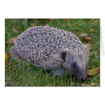 Prickles-Karte