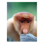 Proboscis-Affe in Borneo Postkarte