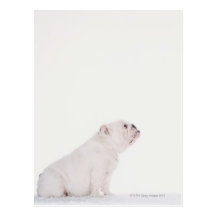 Profil der weißen Bulldogge Postkarte