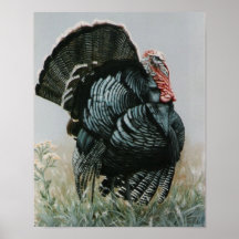 Proud Ole Tom Turkey Posters