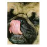 Pugalicious Postkarte postkarten