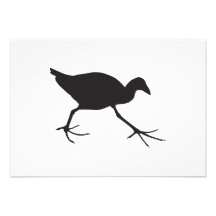 pukeko swamphen einladungen