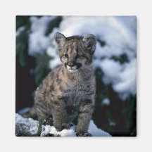 Puma-junges Junges im schneebedeckten Baum Magnets