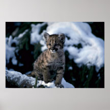 Puma-junges Junges im schneebedeckten Baum Plakate