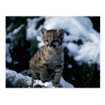 Puma-junges Junges im schneebedeckten Baum Postkarte