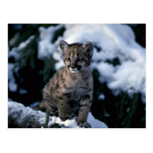 Puma-junges Junges im schneebedeckten Baum Postkarte