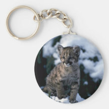 Puma-junges Junges im schneebedeckten Baum Schlüsselband