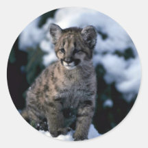 Puma-junges Junges im schneebedeckten Baum Sticker
