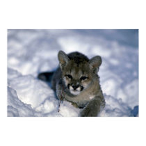 Puma-kleines Junges auf Schnee poster