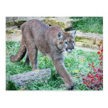 Puma-Postkarte