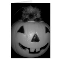 Pumpkitty Karten