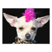 Punkrock-Chihuahua Photo Drucke