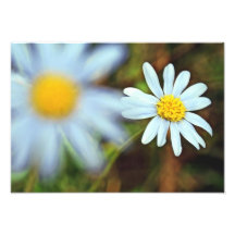 "Pure and Innocent Daisies" Photo Prints