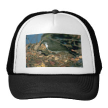 Purplebacked Sunbird Baseballcap