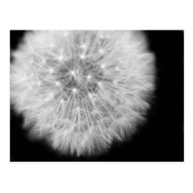 Pusteblume Postkarten