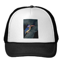 Pygmäeneisvogel Kultcaps