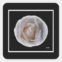 Quadratischer Aufkleber-schöne weiße Rose auf Schw
