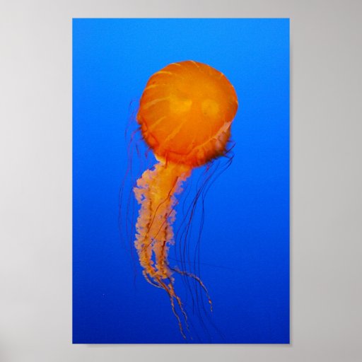 Quallen Posterdrucke