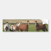 Quarterhorse-Herden-Autoaufkleber